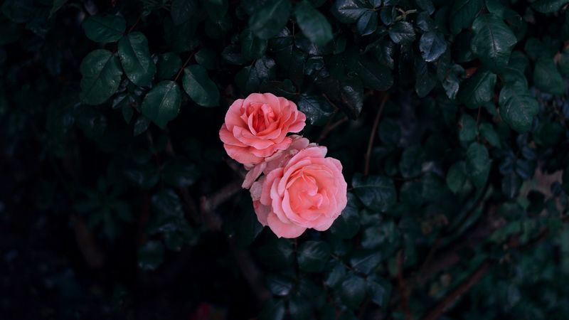 rose, buds, pink, bush, leaves, 4k