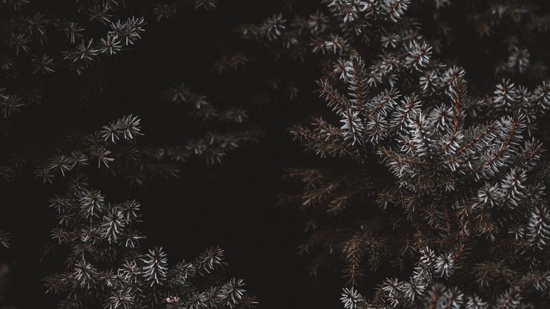 branches, needles, frost, dark, 4k