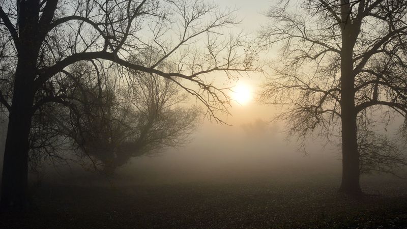 fog, forest, branches, sun, dawn, 4k