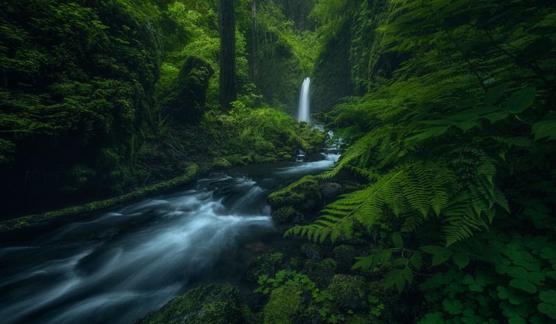 nature, river, plants, outdoors, waterfall, green, jungle