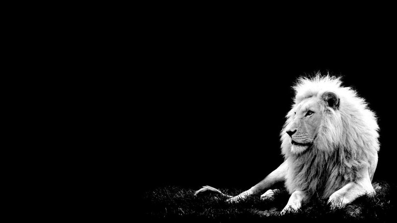lion, monochrome, animals, simple background, mammals, big cats