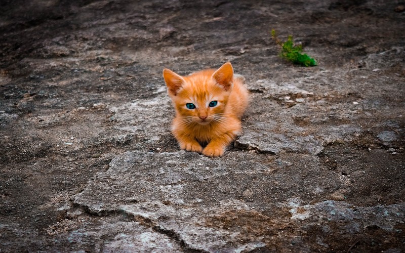 cats, nature, orange, animals, baby animals, kittens
