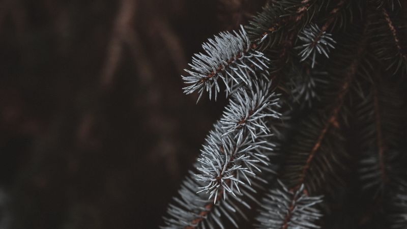 spruce, branches, white, blur, 4k