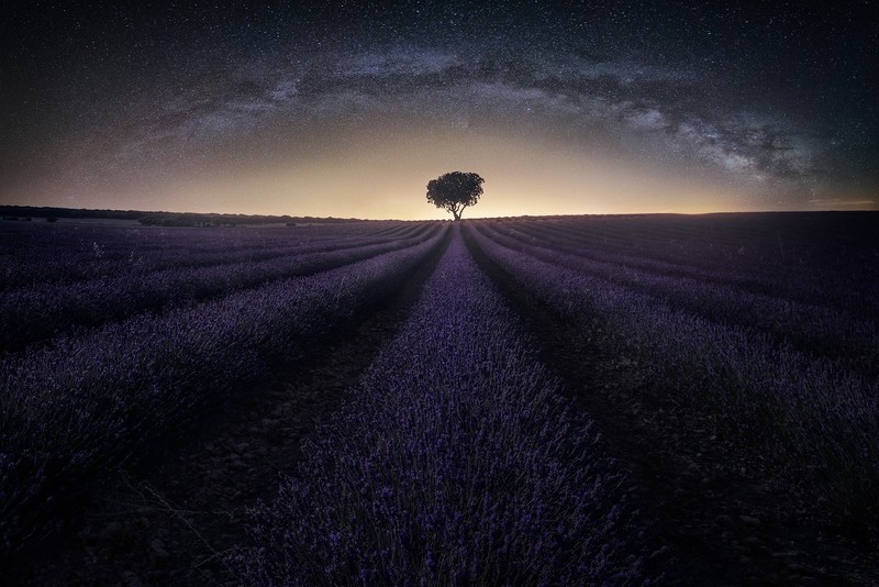 dark, field, landscape, trees, sky, stars, Milky Way, lavender, horizon