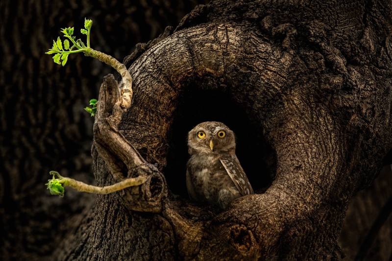 wood, animals, nature, birds, owl