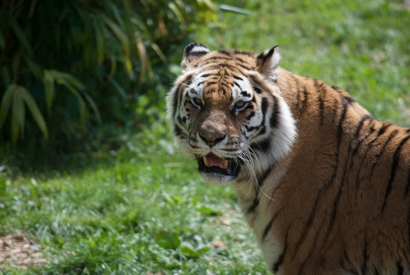 animals, tiger, mammals, big cats