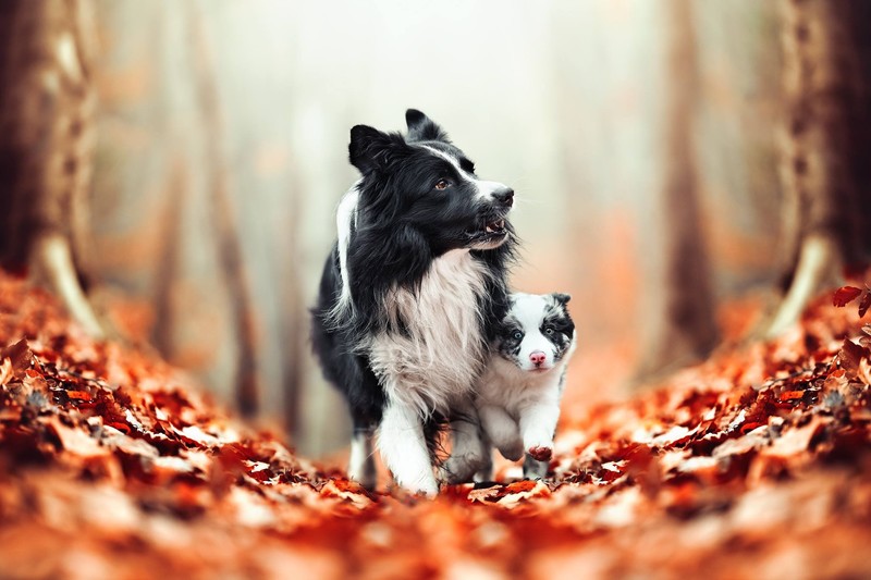 leaves, outdoors, animals, mammals, dog