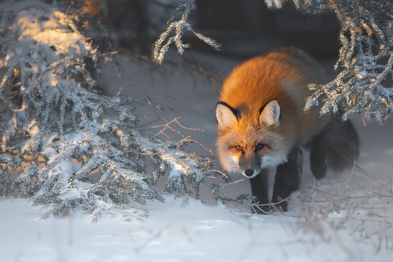 winter, snow, fox, animals, mammals
