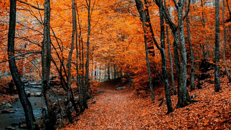 autumn, path, foliage, forest, trees, autumn colors, 4k