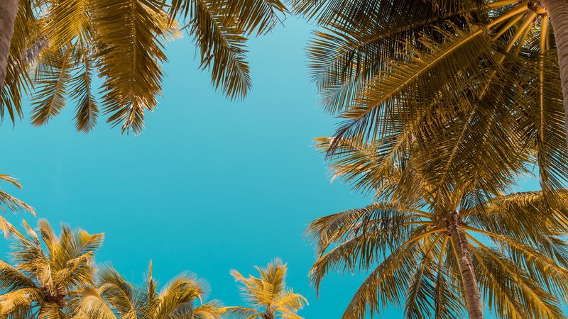 palm trees, bottom view, sky tropics, trunks, branches, 4k