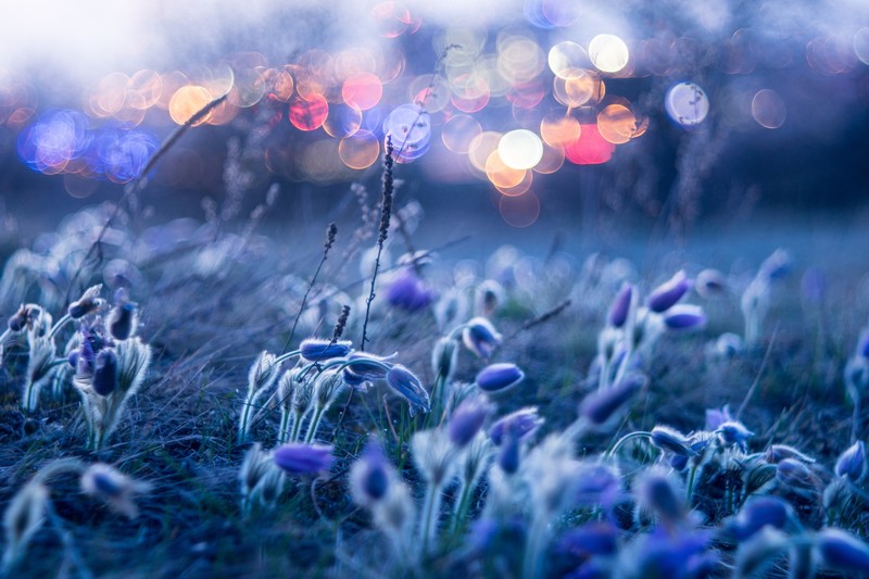 blue, outdoors, plants, blue flowers, nature, flowers
