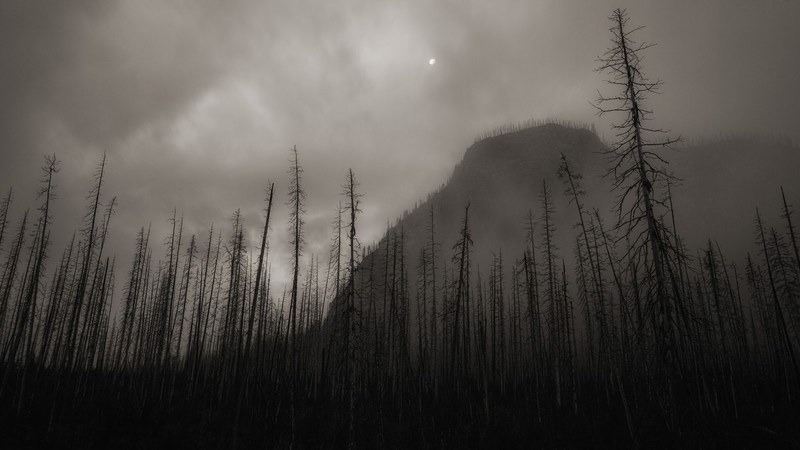 forest, monochrome, trees, nature, low-angle