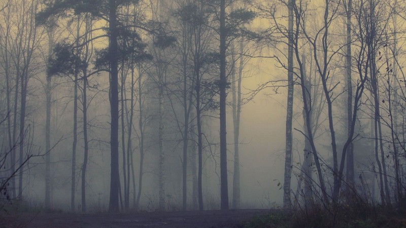 forest, trees, mist, fall, gloomy, nature