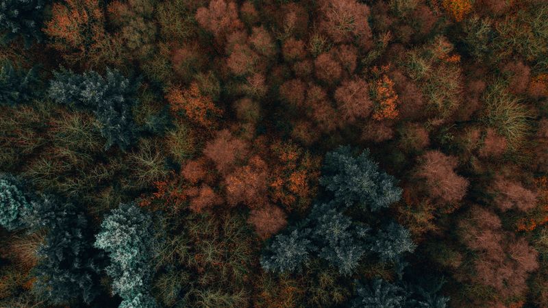 autumn, trees, aerial view, forest, autumn colors, vegetation, 4k