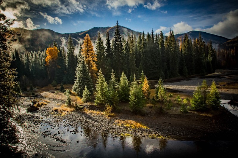 trees, nature, outdoors, landscape, river, pine trees