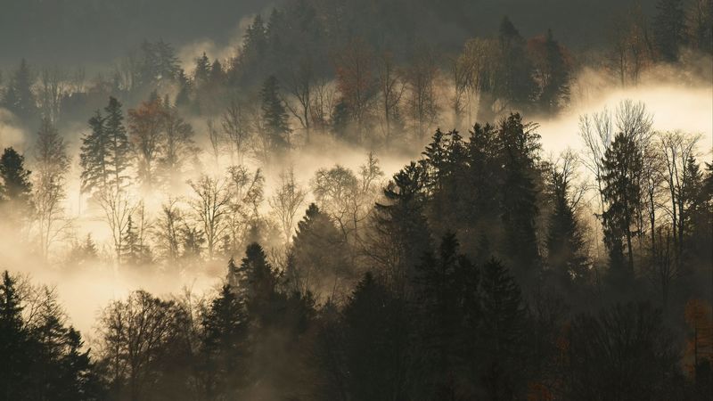 trees, fog, forest, branches, dark, 4k