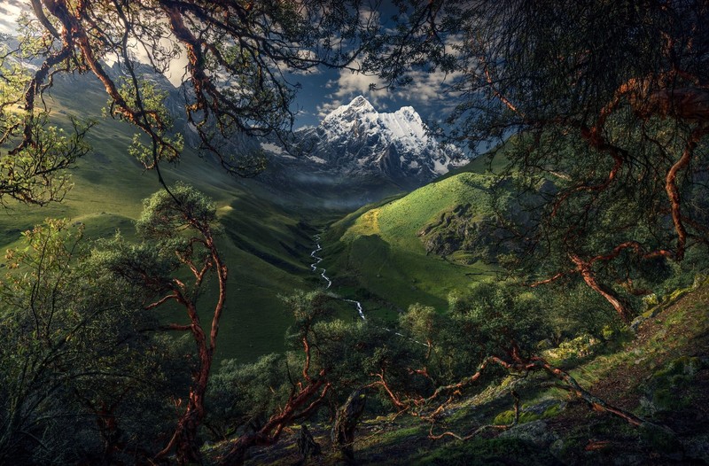 nature, landscape, plants, trees, mountains, South America