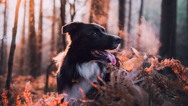 dog, dawn, frost, steam, walk, autumn, 4k