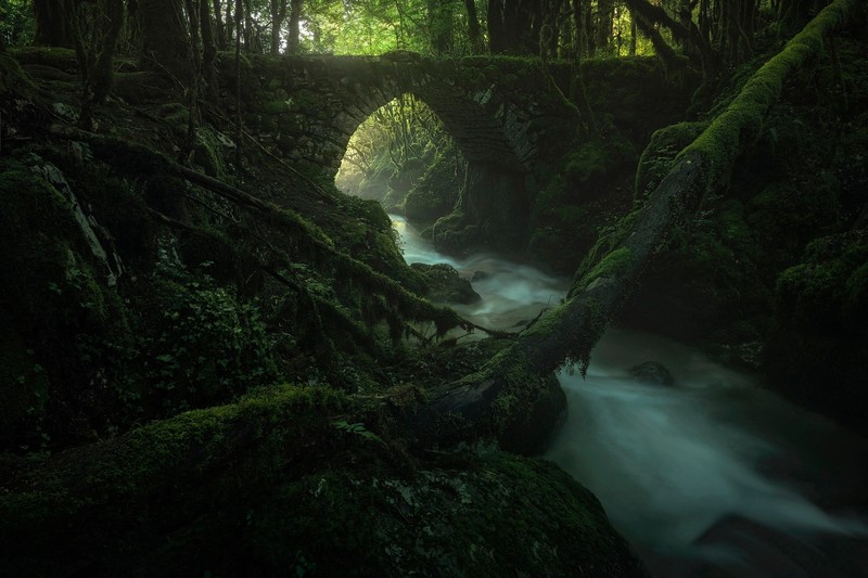 dark, nature, wood, plants, water, bridge, green, moss, river, deep forest, forest, arch