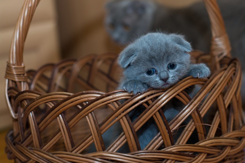 baby animals, kittens, animals, baskets, mammals