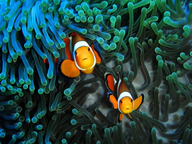animals, sea, clownfish, fish, sea life, turquoise
