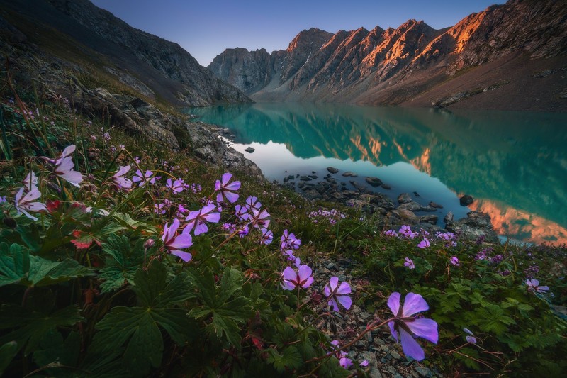 lake, mountains, flowers, nature, plants, reflection, water, Kyrgyzstan