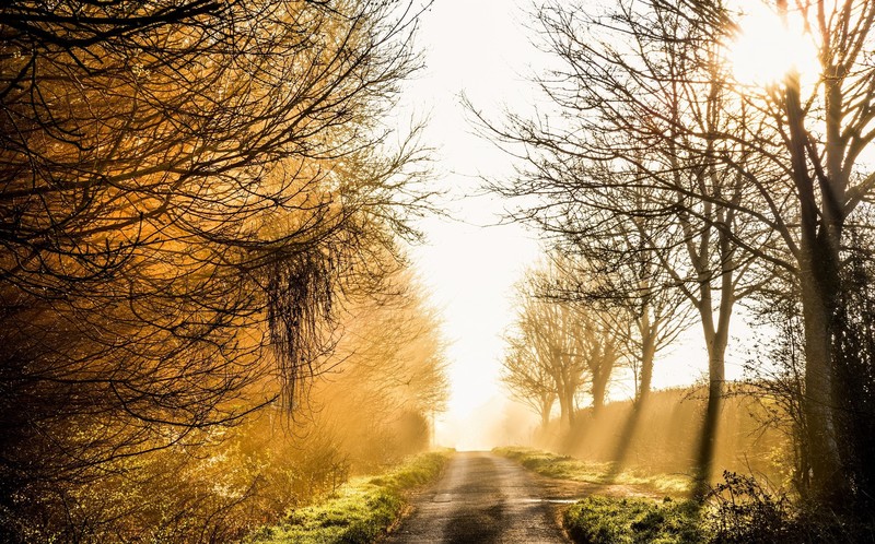 outdoors, fall, trees, road, dirt road, sunlight