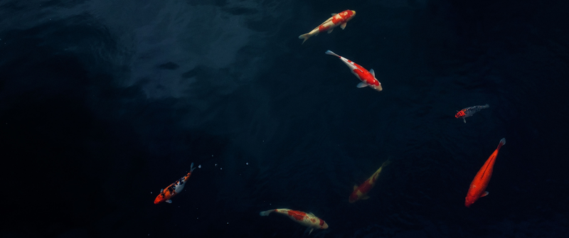 pond, koi, fish, water, ultrawide