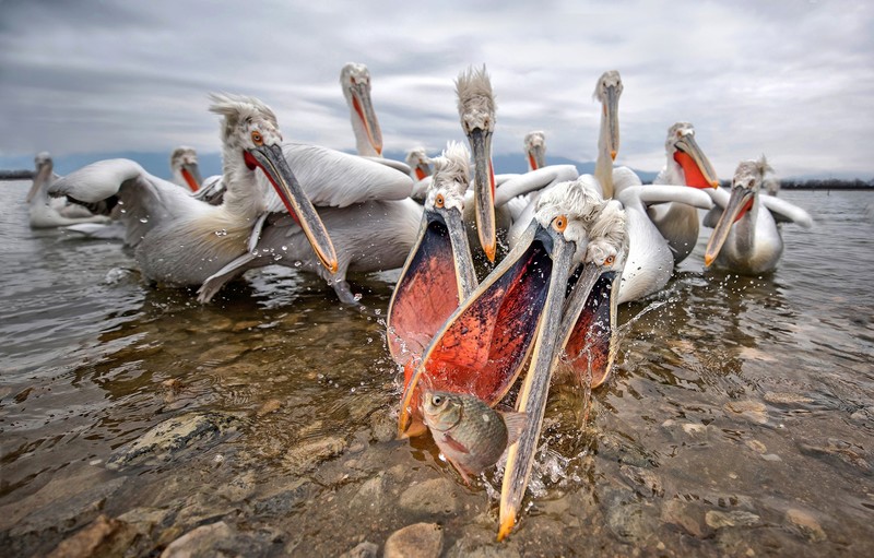animals, birds, fish, pelicans