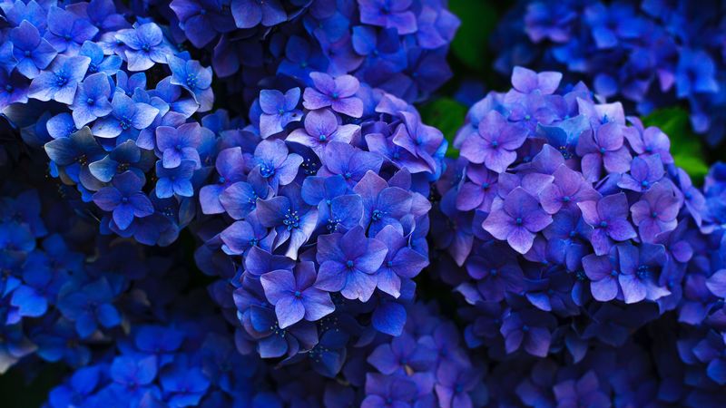 hydrangea, inflorescences, flowering, flowerbed, garden, 4k