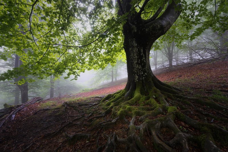 trees, plants, outdoors, roots, mist, forest