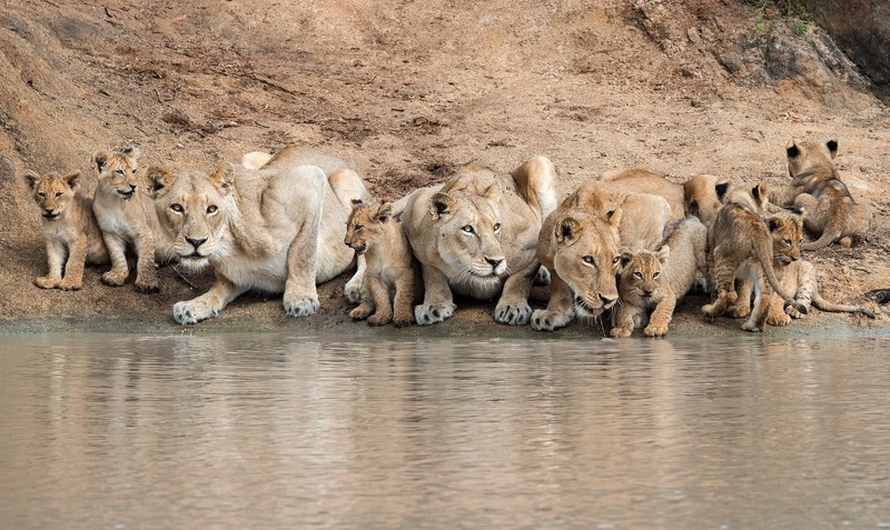 water, animals, big cats, lion, mammals, river