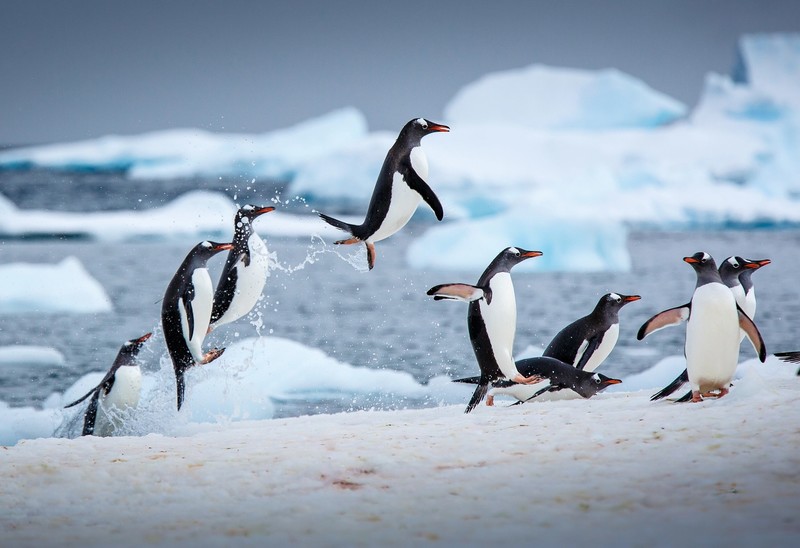 Penguin, penguins, animals, birds, iceberg, snow