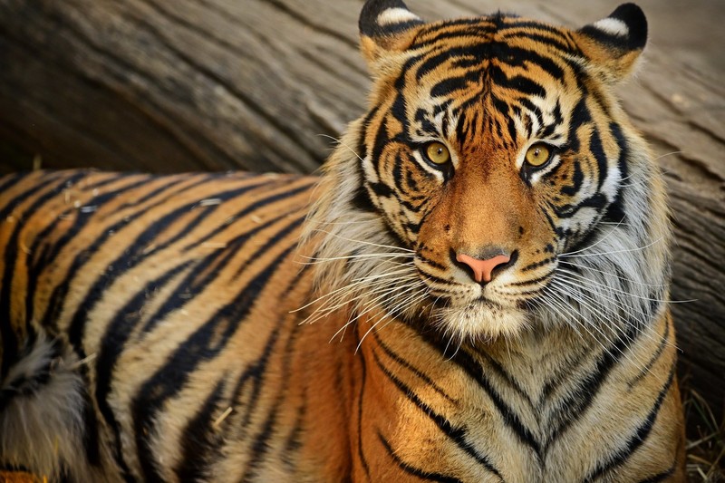 tiger, animal eyes, wild cat, big cats