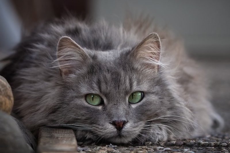 cats, cat eyes, gray, whiskers, animals, rest, muzzles