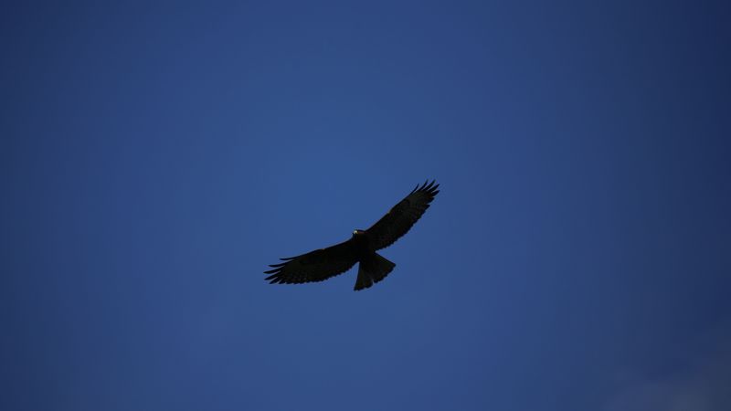hawk, bird, predator, flight, sky, minimalism, 4k
