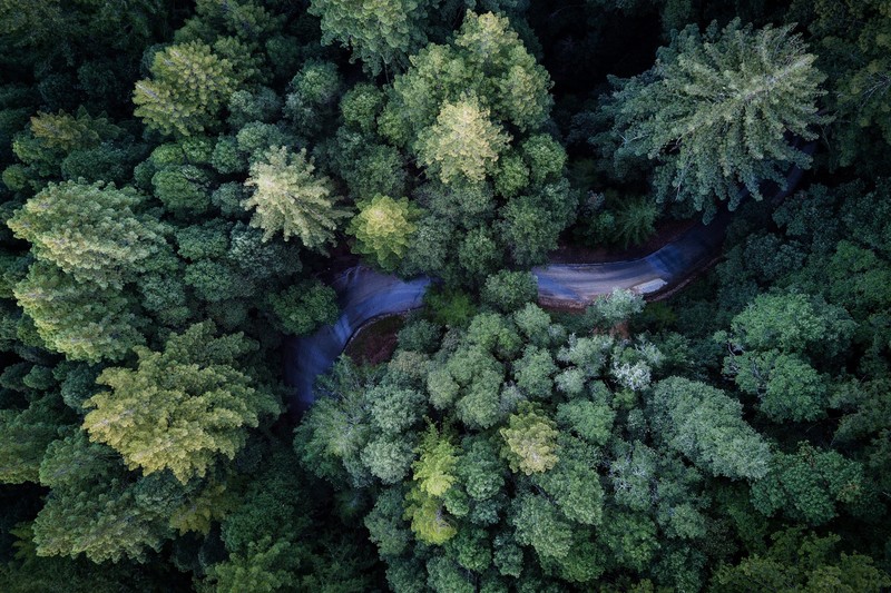aerial view, plants, trees, outdoors, road, forest
