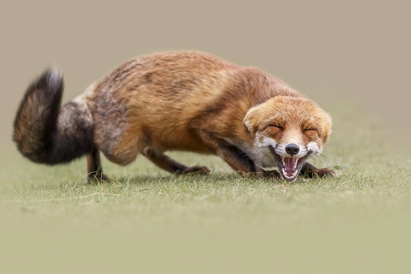 fox, animals, mammals