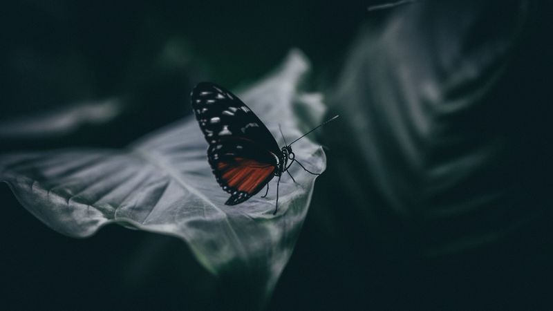 butterfly, insect, macro, leaf, blur, closeup, 4k