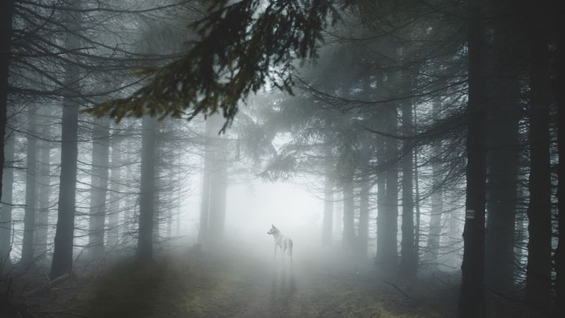 forest, fog, wolf, dog, trees, light, 4k
