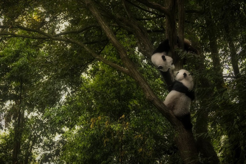 animals, panda, mammals, bears, trees