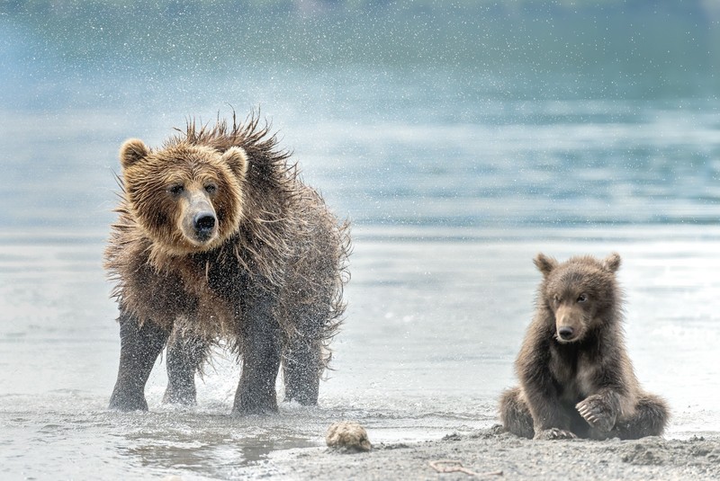animals, wet, mammals, bears