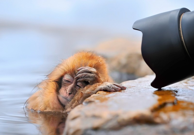 relaxing, camera, animals, mammals, apes, monkey, wet, face palm, humor