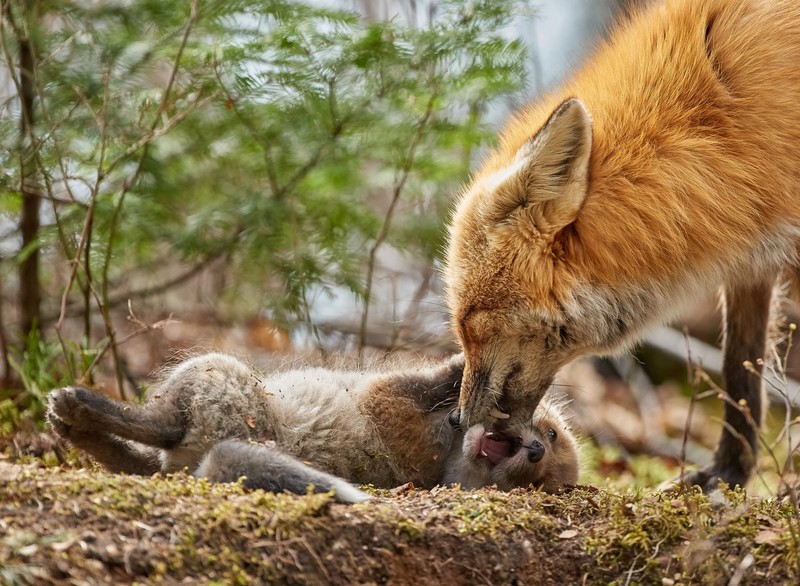 fox, baby animals, Mother, animals, mammals, wildlife, nature