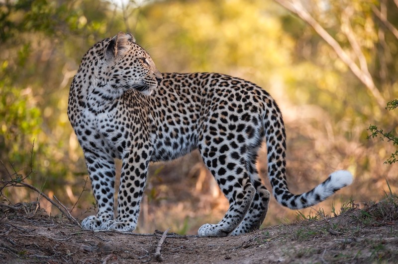 big cats, animals, leopard (animal), mammals