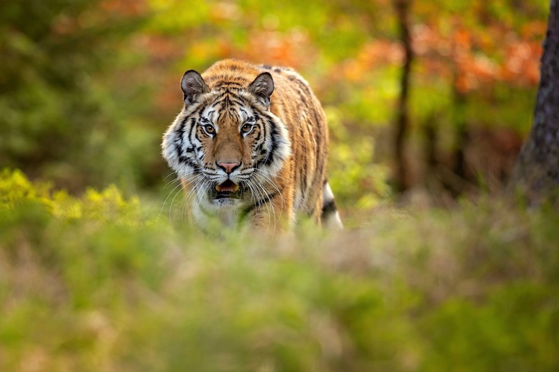 tiger, animals, big cats, mammals
