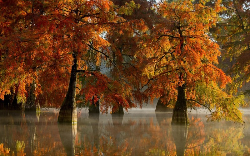 nature, water, fall, trees, reflection