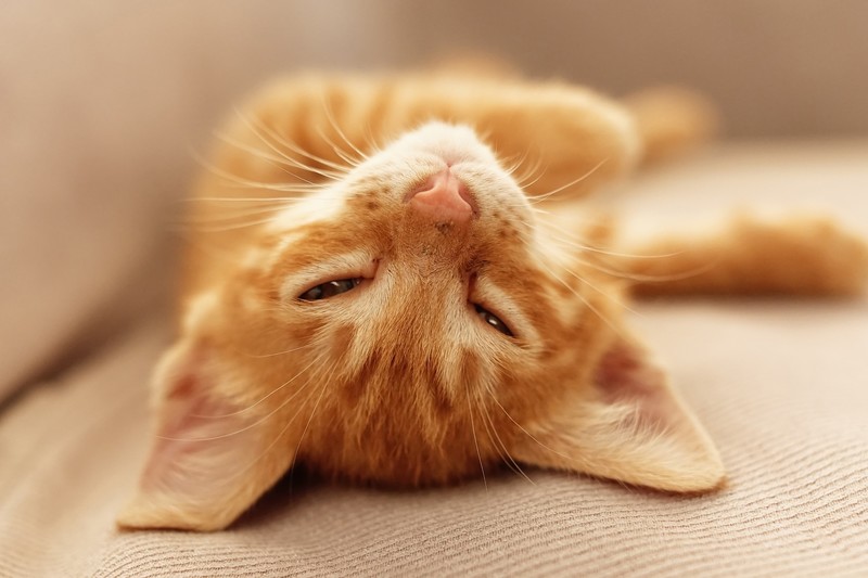 cats, animals, mammals