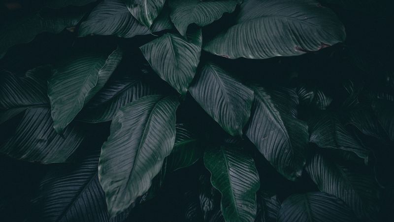 leaves, plant, dark, 4k