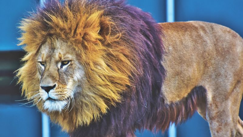 lion, predator, king of beasts, mane, serious, 4k